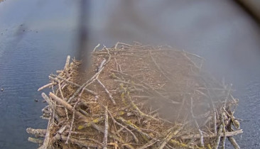 Slika pregleda web-kamere Rutland Water Nature Reserve